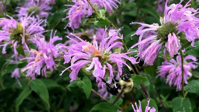 Bumble bee resting on purple flowers