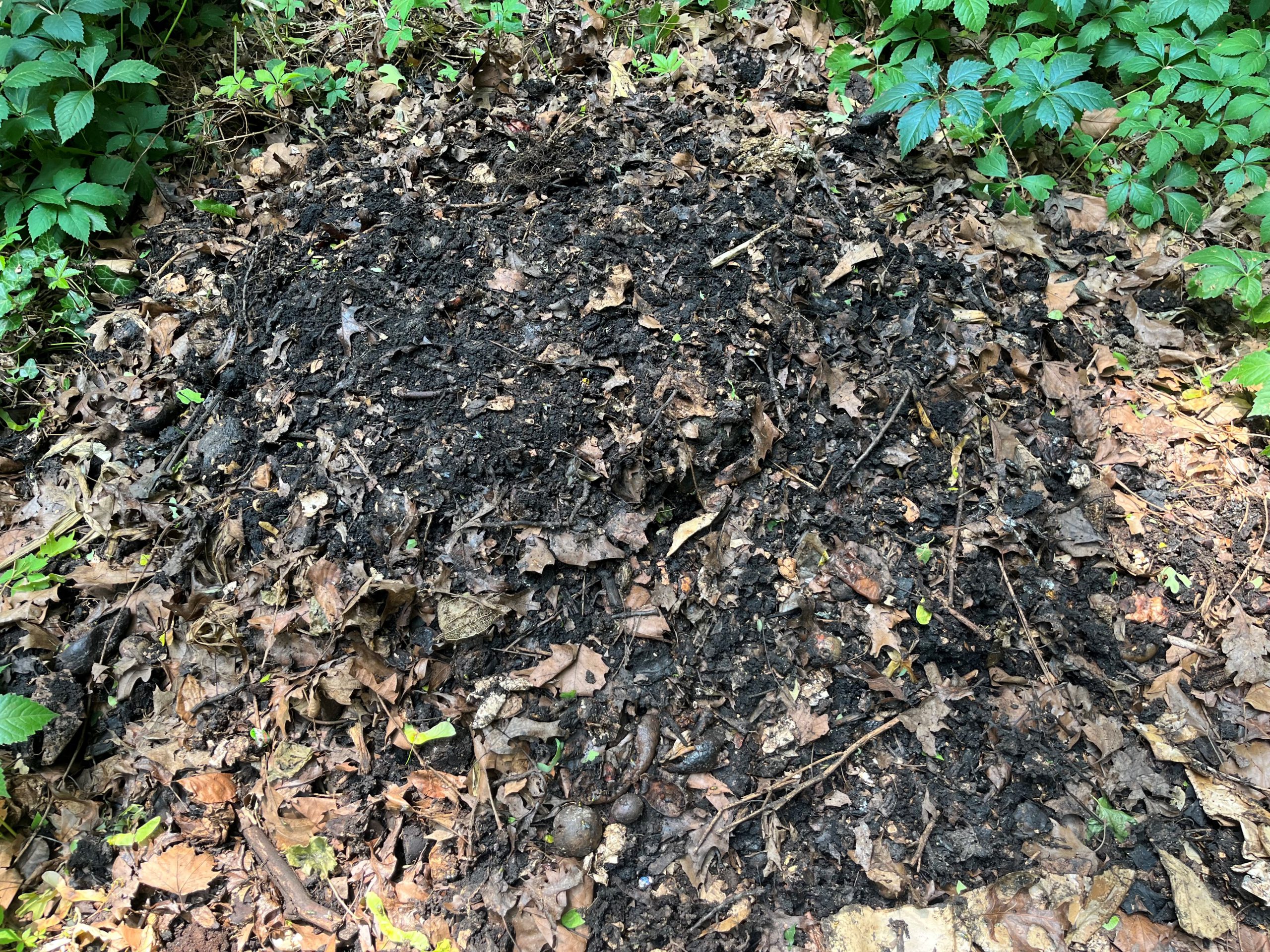 A pile of compost with green leaves around the edge of the pile